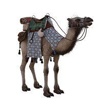 Αναγνώρισε τα ζωάκια καμήλα
